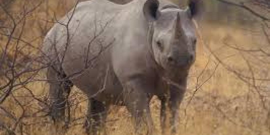 Save the Rhino International says the number of overall poaching incidents by the end of the year will be the lowest since 2014.