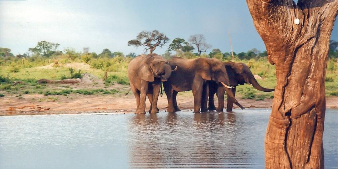 Elephants at a water hole in Hwange National Park