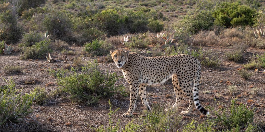 A male cheetah, Ivory, was successfully released into the wild by Ashia’s wilding and release programme.