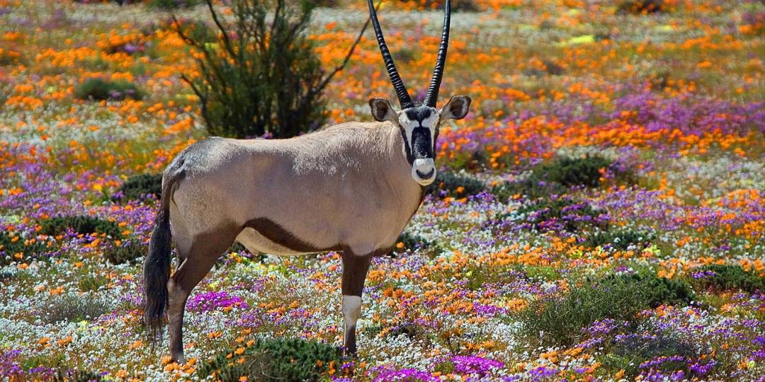 Namaqualand, Northern Cape.