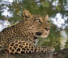 Zambia has lifted the ban on the hunting of leopards for the coming hunting season.