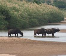 Wildlife in the iSimangaliso Wetland Park and the Hluhluwe-uMfolozi Game Reserve could become threatened if a drought in the area persists.