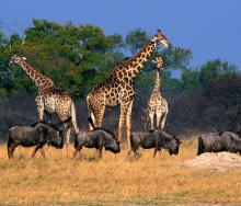 Somalisa Expeditions will open in Hwange National Park, Zimbabwe, in June.