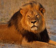 Zambia has issued a quota for lions to be hunted this season and advised that only male lions of six years and older may be hunted.