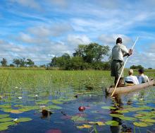 Bookings to the Okavango delta have rebounded, members of the industry report.