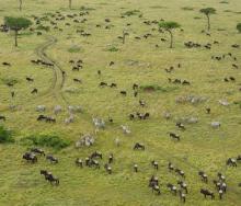 A new management plan in the Maasai Mara National Reserve hopes to address the poaching and human-wildlife conflict within the park.