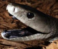 The black mamba is one of the snakes that will be housed at a new snake park in Victoria Falls.