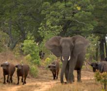 Communities in Botswana are expected to lobby the government to exempt elephants and buffaloes from a hunting ban imposed in 2014.