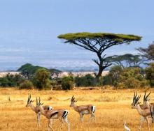 The Masai Mara is one of the highlights of Springbok Atlas’s new ‘South Africa, Zambia & Kenya Exploration’ tour.