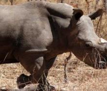 Zimbabwe has begun a project to dehorn its rhinos to fight poaching.