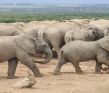 Zimbabwean authorities are moving young elephants from Hwange National Park to Chizarira National Park.