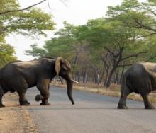 Elephants cross the road in Hwange National Park, Zimbabwe.