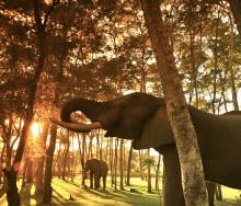 Safari Par Excellence will aim to end elephant rides by December 2017.