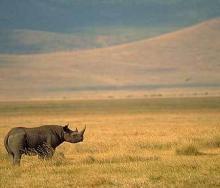 A black rhino in Laikipia, Kenya.