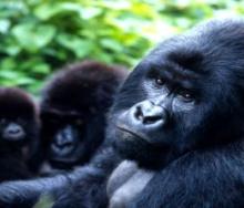 The mountain gorilla population in Uganda has been steadily increasing to about 550 individuals since the 1980s.