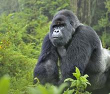 The price of gorilla permits in Rwanda has been doubled in a bid to strengthen conservation efforts.