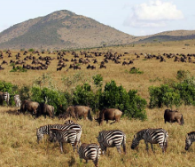 Fencing of private land bordering the Maasai Mara National Reserve has interfered with wildlife migratory routes, conservationists have warned.