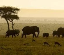 The elephant population in Maasai Mara is on the rise. 