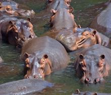 At least 42 hippos have died from anthrax in Tanzania.