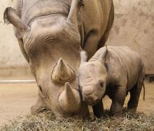 First rhino calf born in Rwanda in over a decade.