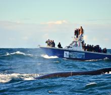 Experience an exciting boat cruise in Algoa Bay to see the largest breeding colony of African penguins in the world.