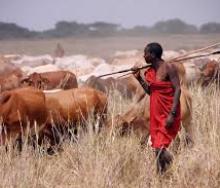 The Tanzanian government is clamping down on herders grazing cattle in the national parks and game reserves.