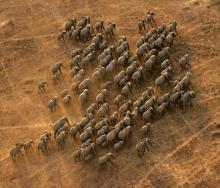 Previous surveys showed a drastic decline in elephants in the Selous Game Reserve. 