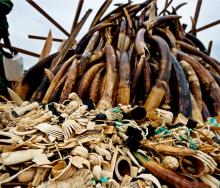 Tourism will feel the effects of illegal wildlife trade. 