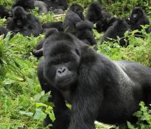 A guide to gorilla trekking in Uganda and Rwanda.