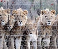 The Safari Club International, a US hunting club, has denounced the use of captive-bred lions for hunting. 