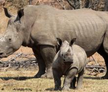 A new project launched to strengthen wildlife enforcement and cross-border collaboration in KAZA areas. 