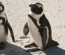 Simon's Town penguins attract a significant amount of visitors. 