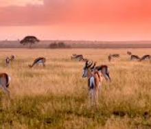 Phofu Kalahari Lodge opens in the Kalahari.