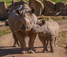 SADC: 4th Multi-Lateral Meeting of the Defence and Security Chiefs on anti-poaching. 