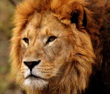 Following the incident that saw Shamba the lion shot, the Marakele Predator Centre has reopened.