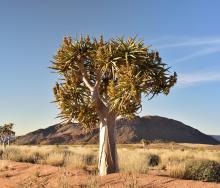 The Ghaap Route will launch later this year in the Northern Cape.