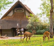 Victoria Falls Safari Club has opened after a refurb.