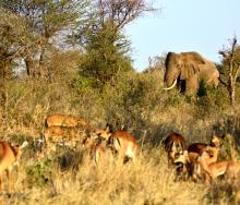 Five game reserves in Tanzania to be upgraded to national parks.