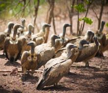 Hundreds of vultures have benefited from the vulture feeding programme.