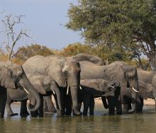 Hunting ban on elephants may be lifted in Botswana. 