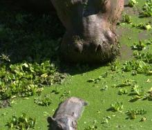 A hippo has given birth to twins in Zambia.