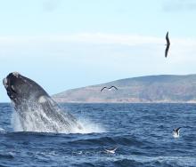 A group of travel agents from the UK recently visited Plettenberg Bay. Credit: Ocean Blue Adventures.