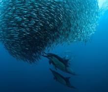 Massive sardine shoals have been spotted off the east coast of South Africa in time for the annual Sardine Run.