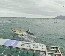 SA’s shark population under the spotlight.