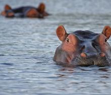 The motion to cull 1 250 hippos is under Cabinet review.