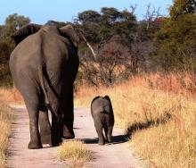 Elephant’s Eye Hwange is currently constructing a new entrance gate into Hwange National Park, which will cut down guests’ travelling time.