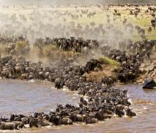 Mobile camps are becoming a popular way of seeing the wildebeest migration.