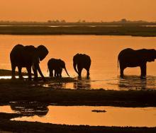 A new hotel is set to be built in Chobe National Park.