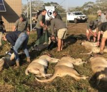 In a historic move, 24 lions have been relocated to Mozambique, in a bid to conserve and restore wildlife in the Zambeze Delta. Credits: 24lions.org.