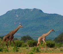 Tsavo East National Park.